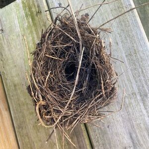 Real Bird Nest - Abandoned - Authentic Taxidermy Cabin Decor Oddities Science